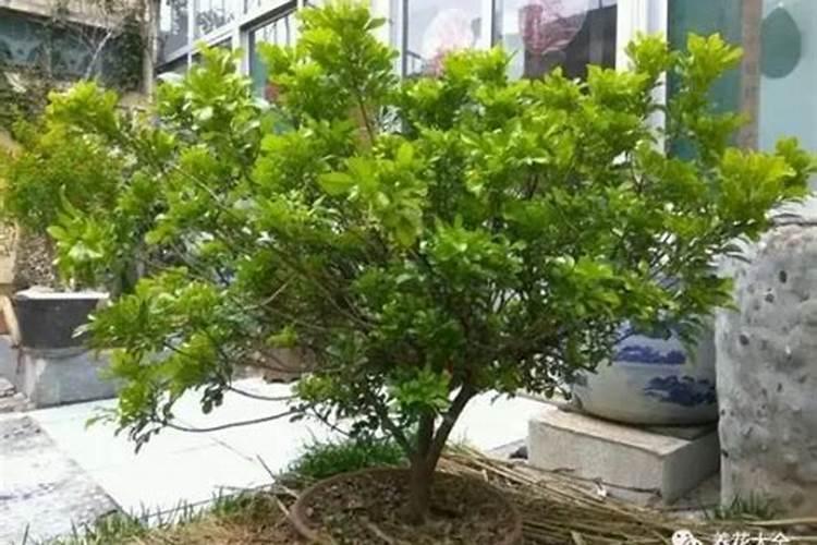 米兰花施肥方法