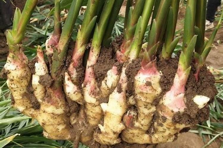 大姜种植技术和管理技术 大姜可以和什么植物套种