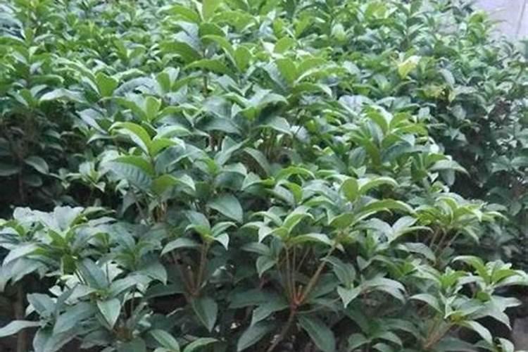 月桂花盆栽用什么肥最好