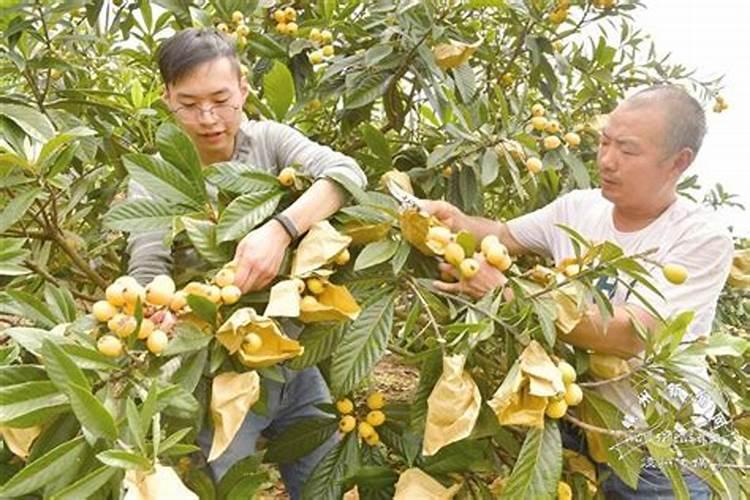 梨树套袋后施肥技术 梨树什么时候套袋好如何施肥