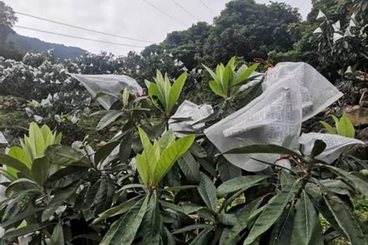 枇杷套袋增产技术!枇杷花期冲什么肥料好？