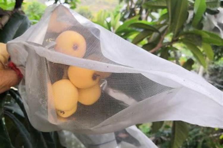 枇杷套袋增产技术!枇杷花期冲什么肥料好？
