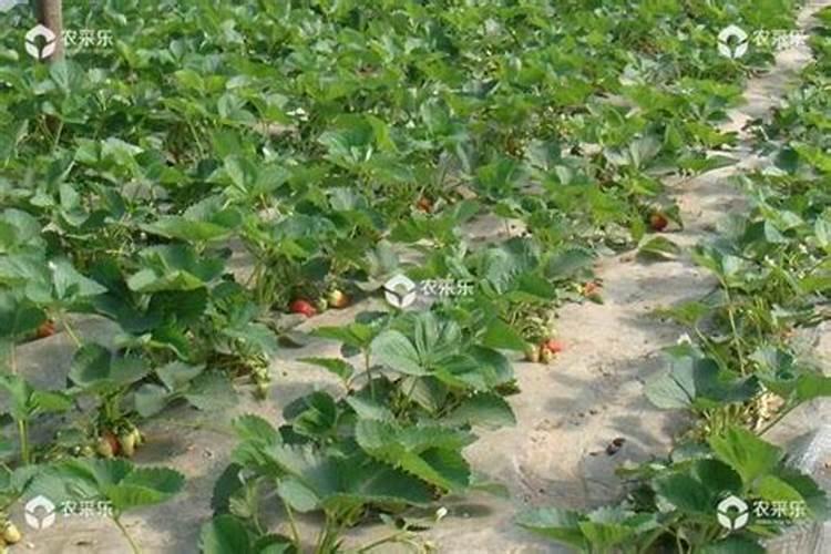 草莓用什么肥料更好的保花保果？