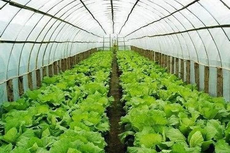 大棚种植黄瓜,要使用叶面肥吗？喷施叶面肥都要注意什么？