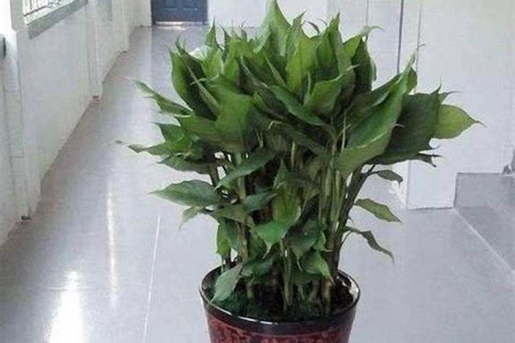 银边万年青的养殖方法