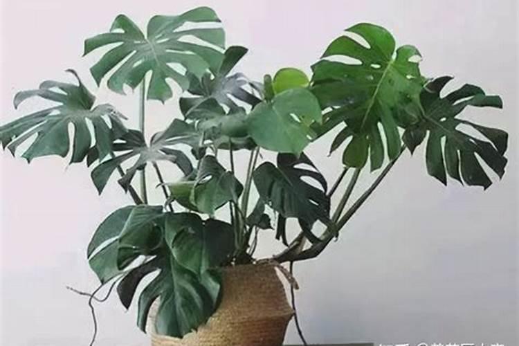 施什么肥白菜长的最茂盛
