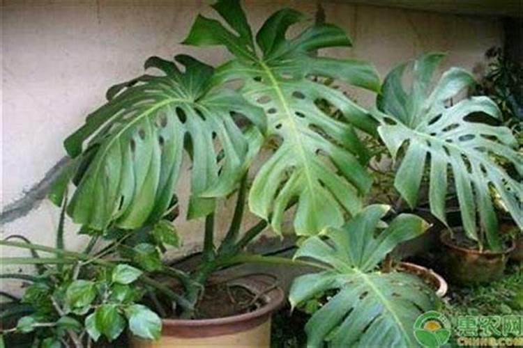 龟背竹花肥用什么合适 肥料制作与使用方法