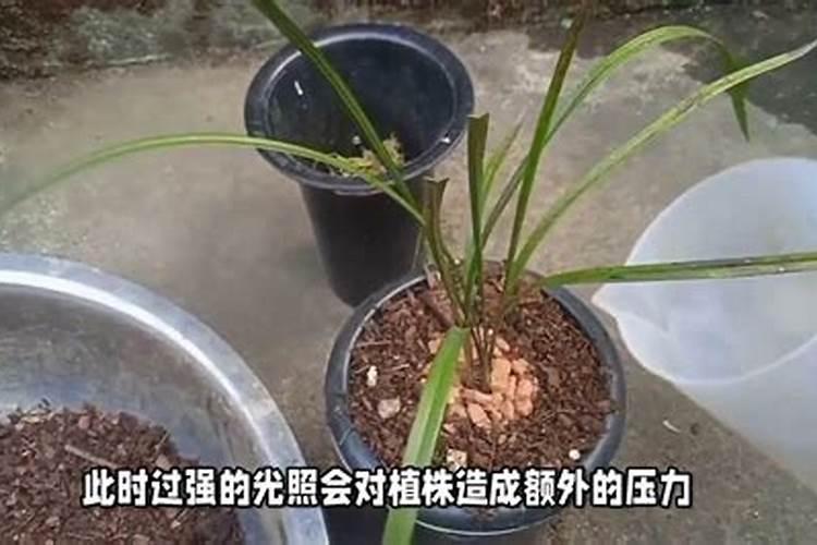 桂花叶尖枯焦是什么原因