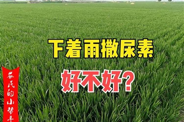 灌根是雨前好还是雨后好？