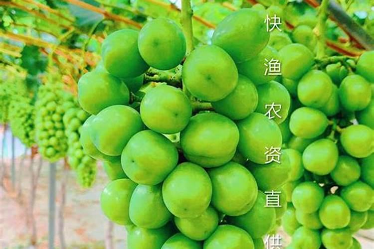 北京市钾肥、氮肥、磷肥、复合肥各多少钱一吨？