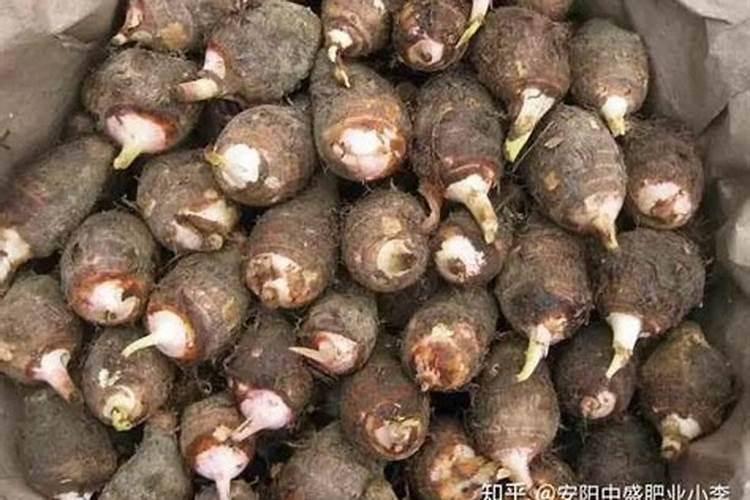 种芋头用什么肥料最好