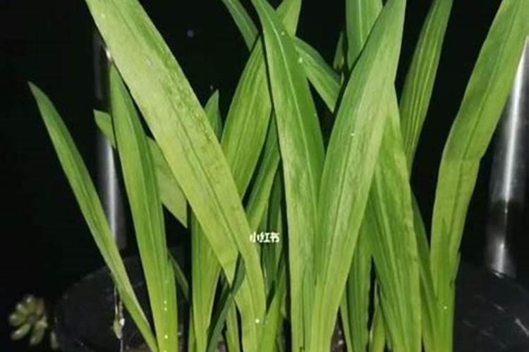 大白菜干烧心的原因及防治方法(白菜烧心的补救方法)