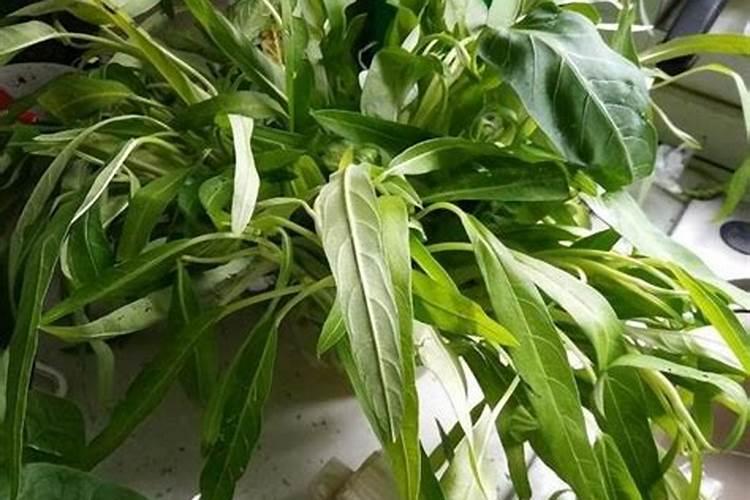 空心菜发芽后多久可以施肥