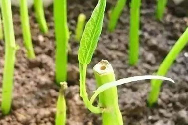 空心菜的种植方法和时间