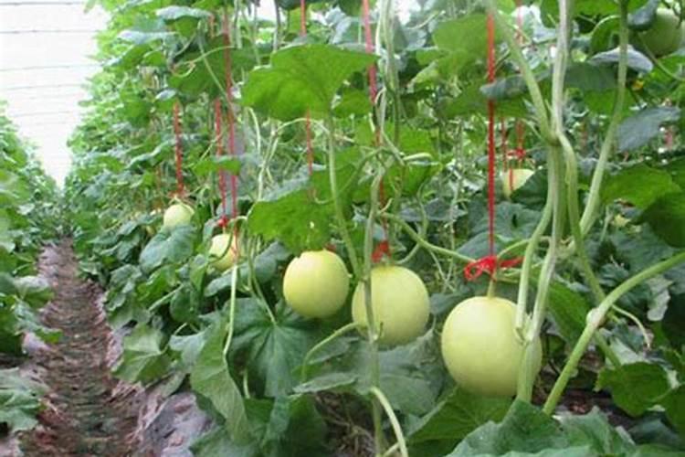 香瓜放什么肥料结果多