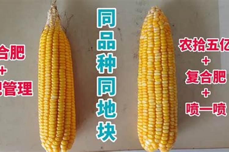 玉米底肥氮磷钾最佳比例