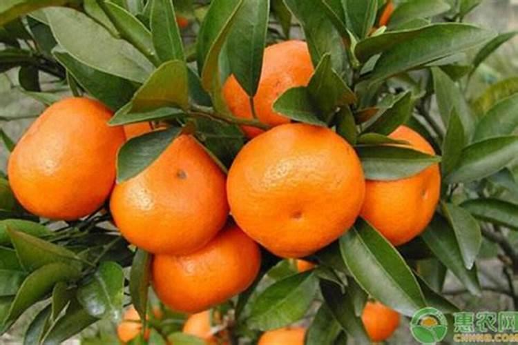 十一月中旬还可以给梨树施肥吗