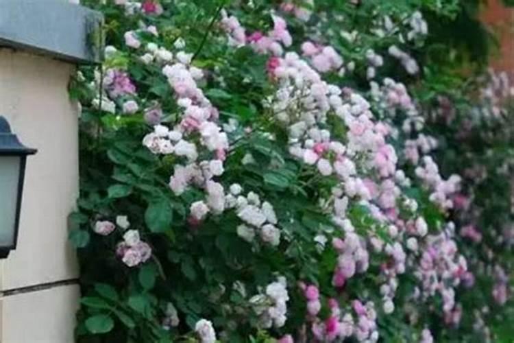蔷薇花施肥施什么肥料