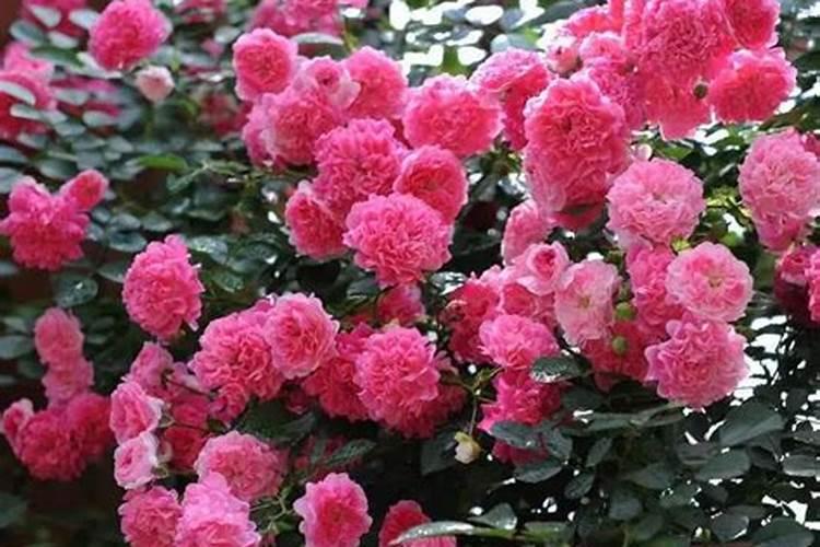 蔷薇花施肥施什么肥料