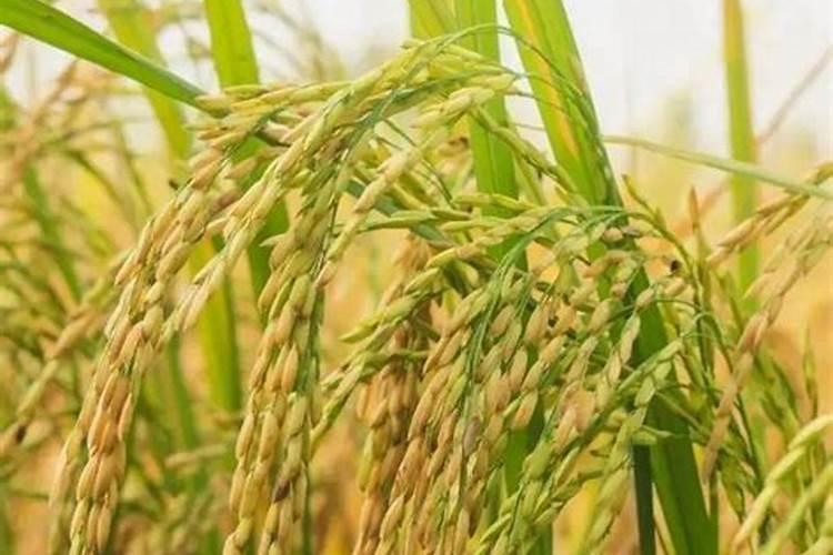 观赏西红柿养殖方法 养殖的技巧有哪些呢