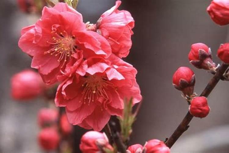 梅花可以施用速效磷钾肥吗,需要注意什么？
