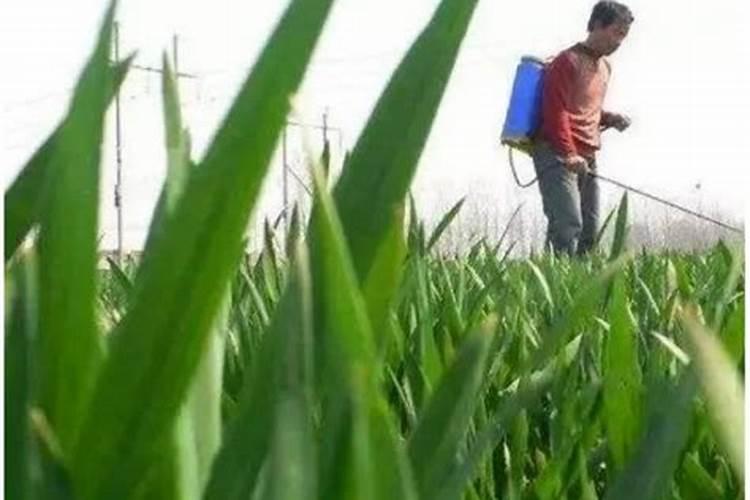 玉米除草剂能和叶面肥混用吗