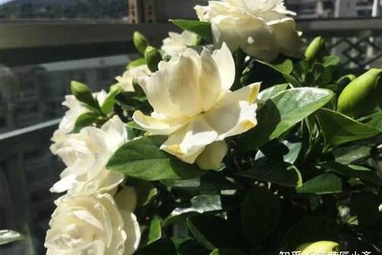 0.2克高猛酸钾浇栀子花兑多少水？