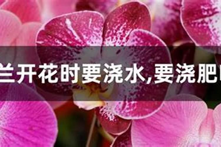 蝴蝶兰肥料怎么配