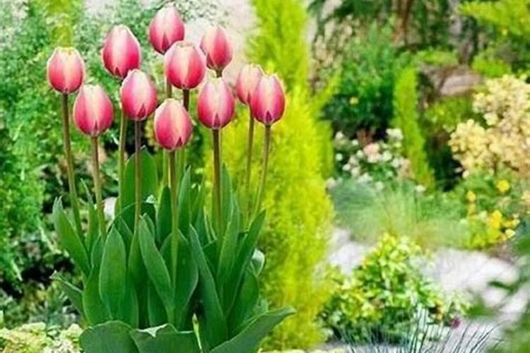 郁金香什么时候施肥 郁金香花后如何施肥