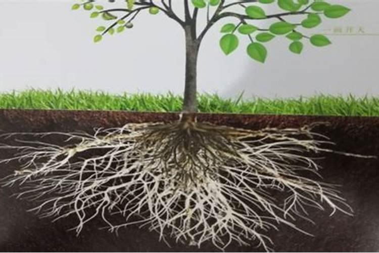 植物生长离不开氮元素,通常它的作用是什么？