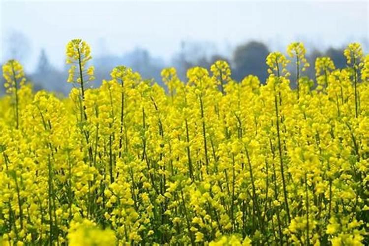 种植油菜为什么要施硼肥油菜啥时候施硼肥好