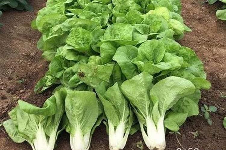 草莓开花了可以施什么肥