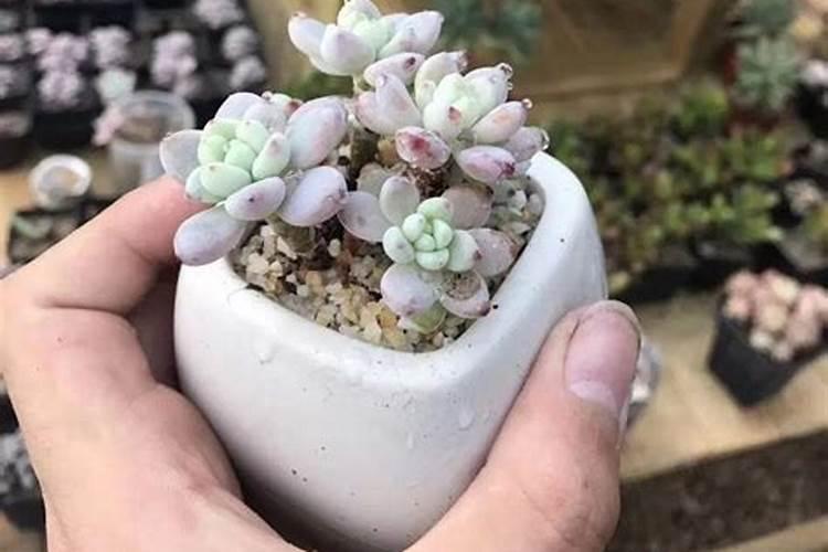 建兰花期如何做好防虫工作