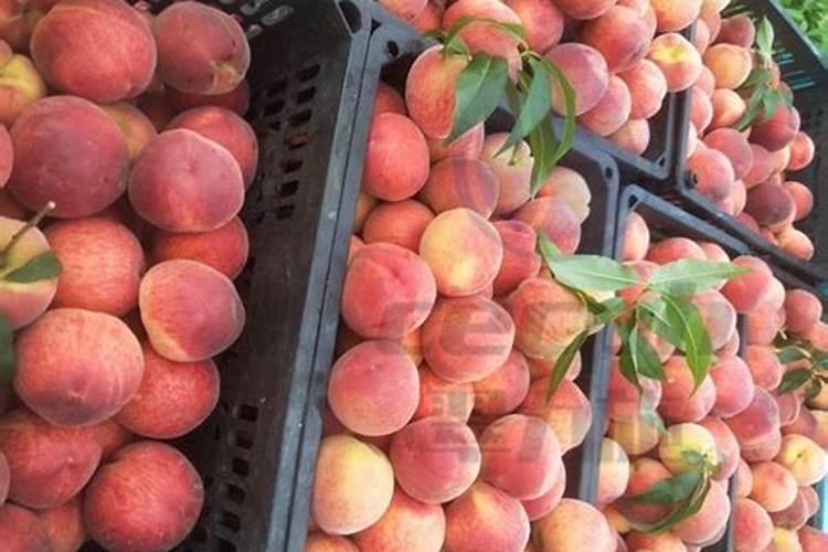 果树施什么肥料最好