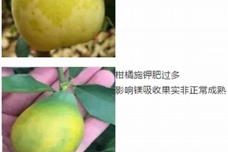 李子树施肥的正确方法