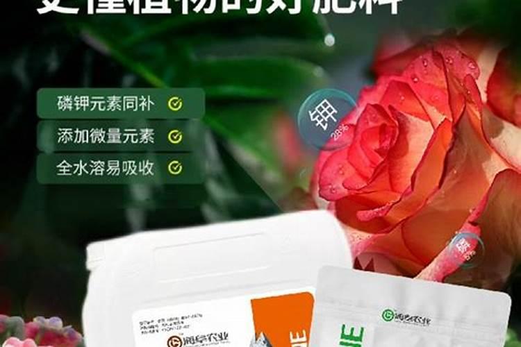 玫瑰花施什么肥最好