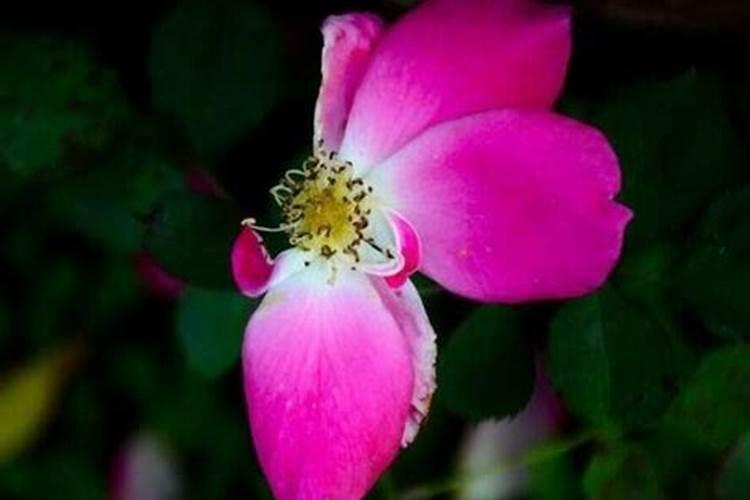 月季开花期间怎么施肥