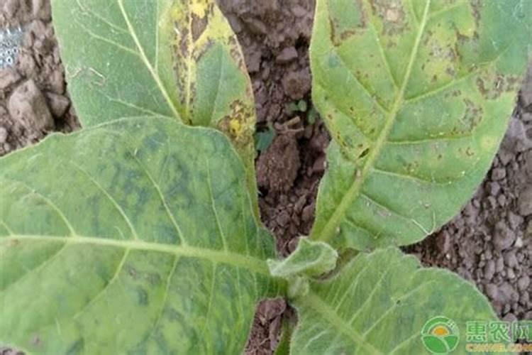 大家都是在哪买的缓控释肥呀？