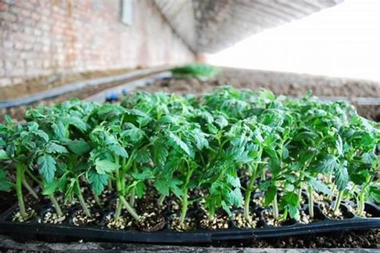 重庆科润生物科技有限公司怎么样