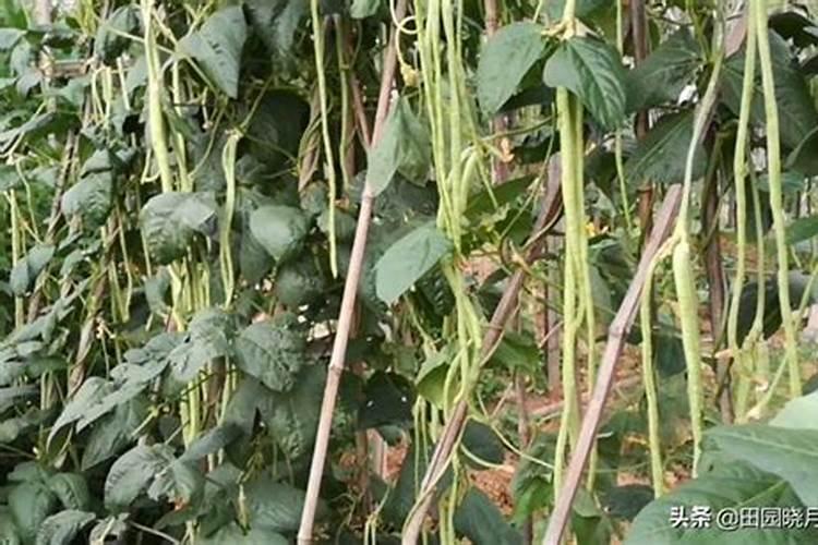 豇豆的高产施肥方法