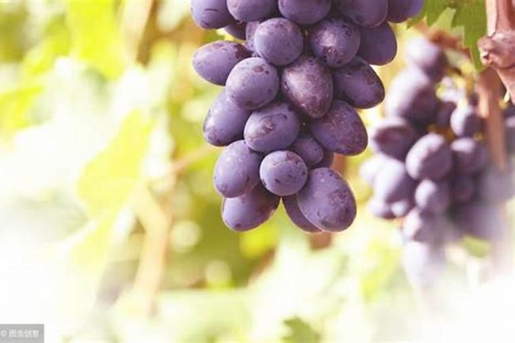 兔子粪便可以当肥料吗(兔子的屎能不能直接用来当肥料)