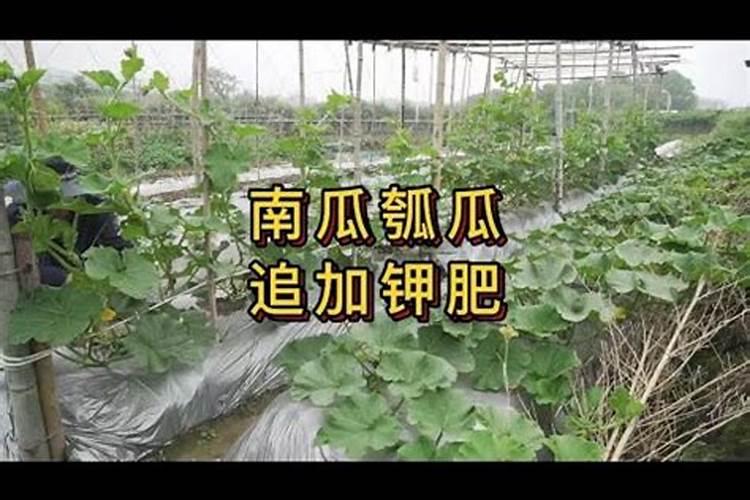 玉米专用肥可以用在猕猴桃树上吗？