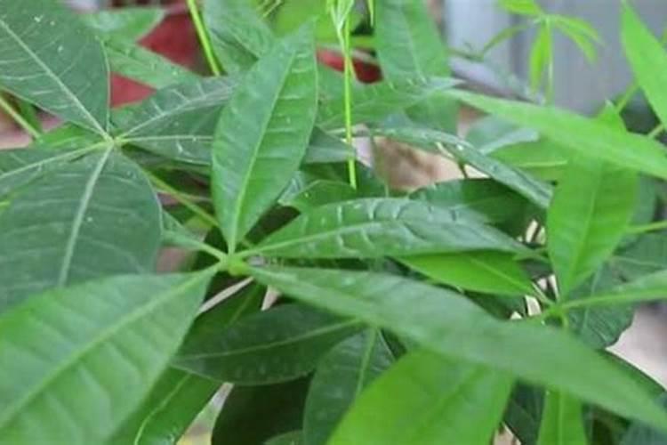 芸苔素的使用方法