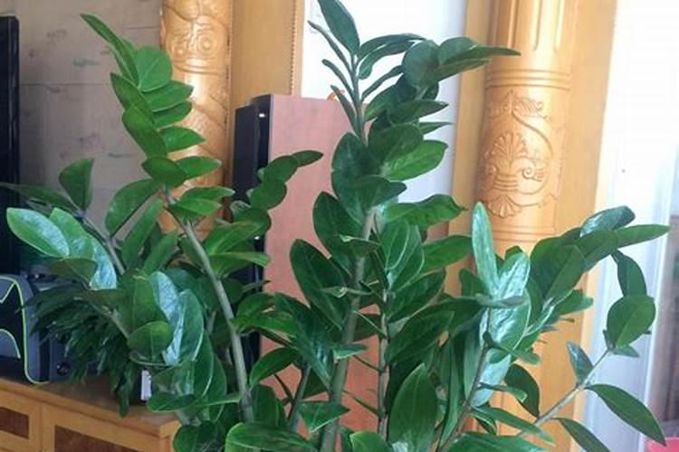 茄子高产用什么叶面肥好？茄子促花保果根茎块膨大素？