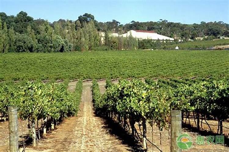 怎么解决苦瓜硼肥中毒症状