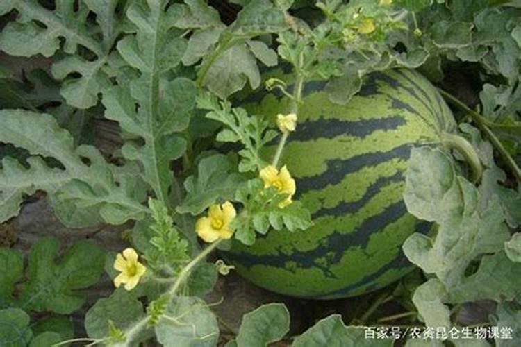 白沙蜜甜瓜和香瓜的区别