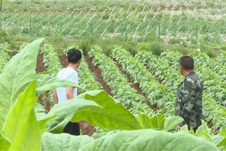 烤烟怎么用尿素追肥 施肥方法及技巧