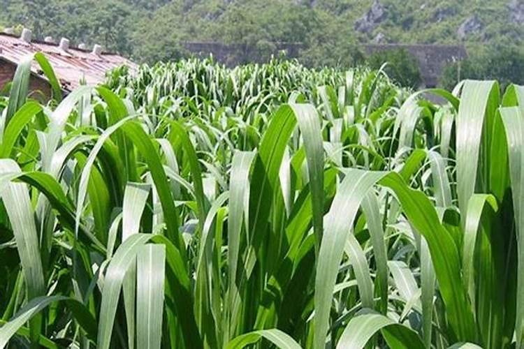 高丹草种植适合什么肥料？