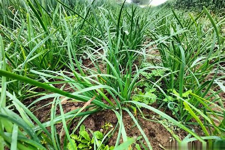 玛格丽特怎么养护