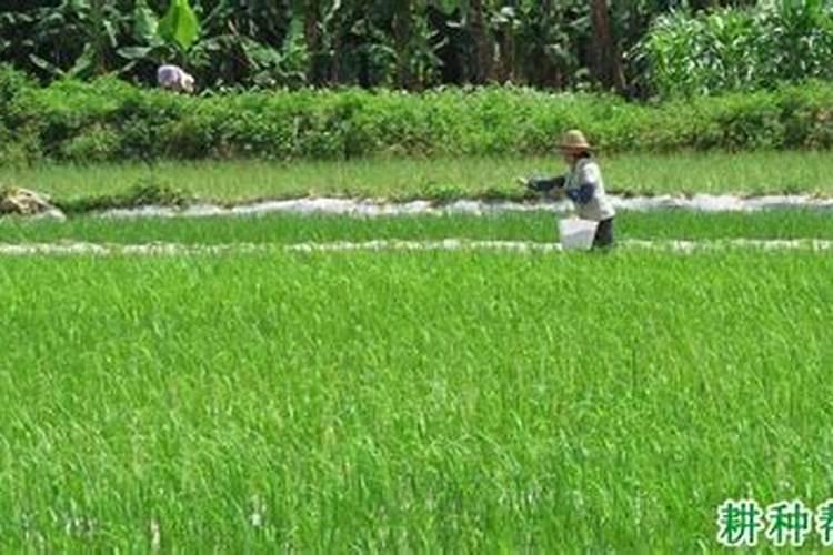 花生追什么肥好？花生叶面肥用什么高产？花生叶面肥选昆仑风增产套餐百 ...